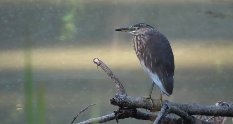 Ein Vogel, der auf einem Ast in der Nähe einer ruhigen Wasseroberfläche sitzt.