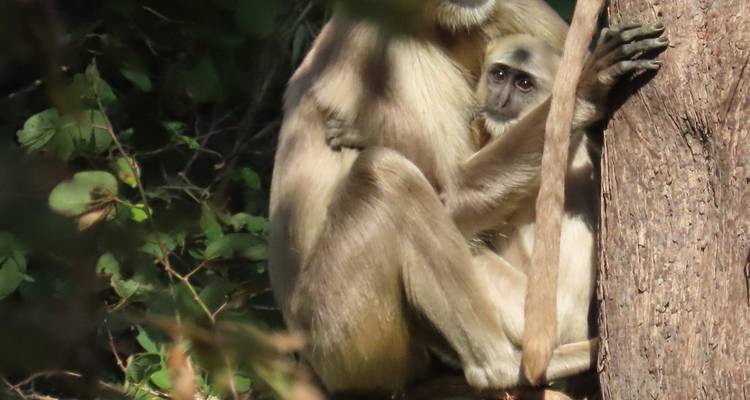 Ein Affe, der ein Baby hält, während er sich an einen Baumstamm klammert.
