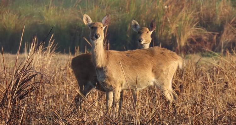 Zwei Rehe stehen im hohen Gras und blicken in Richtung Kamera.