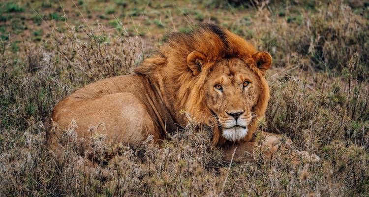 6 Days - Mid-Range Manyara, Serengeti, Crater, & Tarangire - Shiri Adventures 8