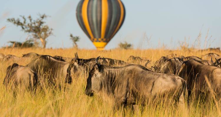 4 Days, 3 Nights Maasai Mara and Lake Nakuru National Park Kenya Group Joining Budget Safari - World Adventure Tours 6