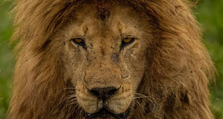 4 Days, 3 Nights Maasai Mara and Lake Nakuru National Park Kenya Group Joining Budget Safari - World Adventure Tours 3