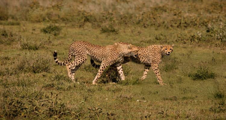 Two cheetahs roaming in a grassland area.