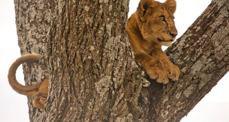 Young lion perched on a tree branch looking into the distance.