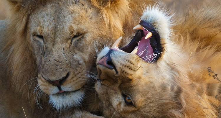 Two lions playfully interacting with each other.