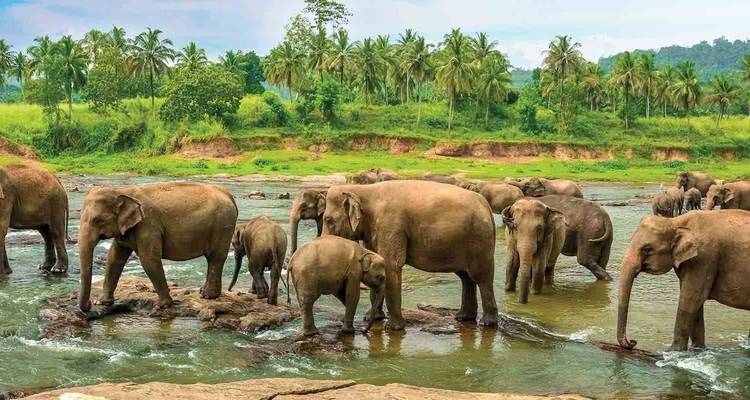 Sri Lanka Cultural and Natural Tour - Passage Holidays 8