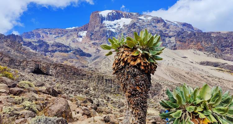 Trek au Kilimandjaro - Route Machame - 7 jours - Shiri Adventures 6