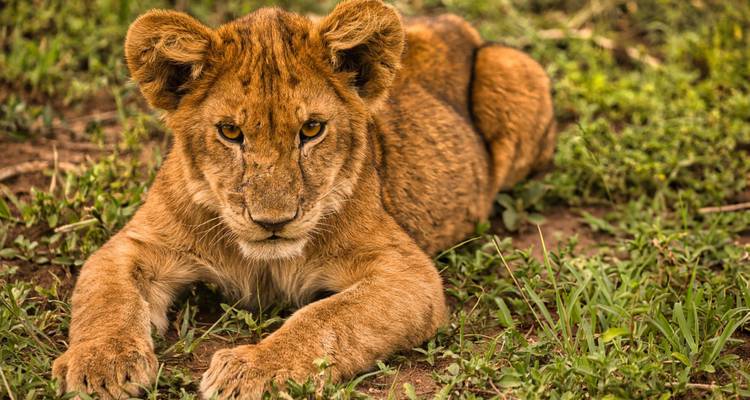 3 Days: A Taste of Tanzania Mid-Range - Shiri Adventures 2