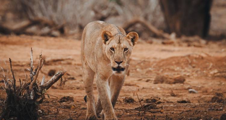 3 Days: A Taste of Tanzania Mid-Range - Shiri Adventures 4
