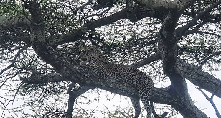 Safari a Tarangire, Serengeti y Ngorongoro - Hazzes Adventure 2