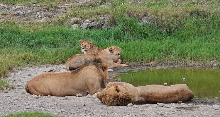 Safari a Tarangire, Serengeti y Ngorongoro - Hazzes Adventure 4
