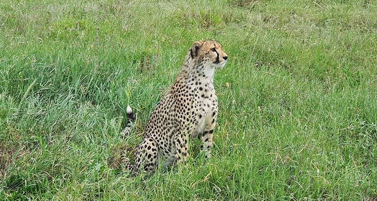 Safari a Tarangire, Serengeti y Ngorongoro - Hazzes Adventure 6