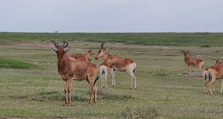 Safari a Tarangire, Serengeti y Ngorongoro - Hazzes Adventure 7