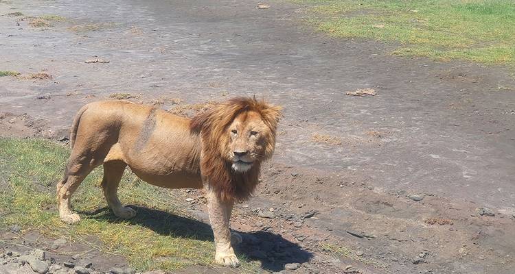 Safari a Tarangire, Serengeti y Ngorongoro - Hazzes Adventure 10
