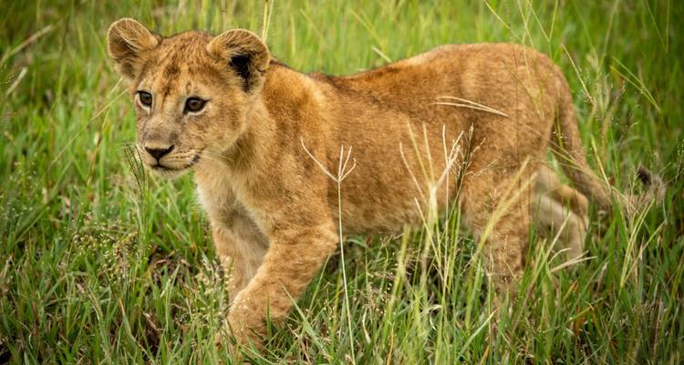 Safari de luxe Premium et vacances à la plage, 12 jours, tout compris - Shiri Adventures 1