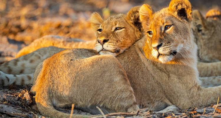Safari de luxe Premium et vacances à la plage, 12 jours, tout compris - Shiri Adventures 4
