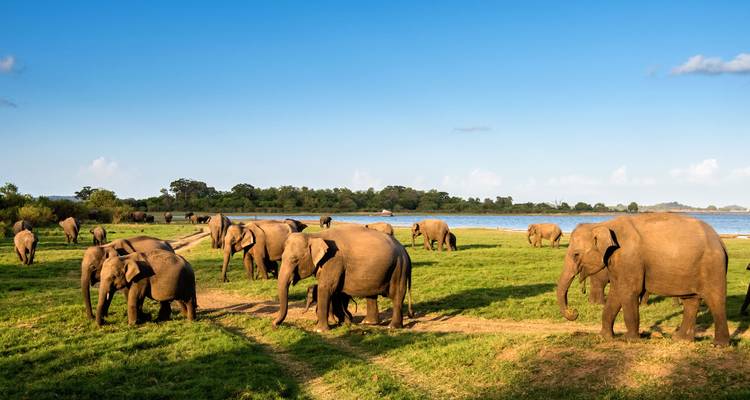 A herd of elephants walking in a lush green field near a body of water under a blue sky.
