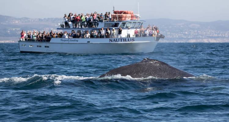 A whale surfacing near a boat with many spectators on the water.