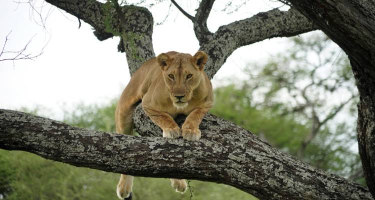 7 Days Unforgettable Safari - Shiri Adventures 6