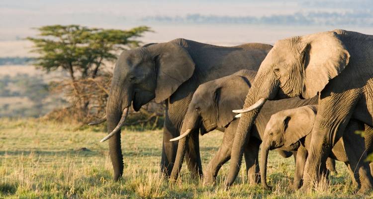 7 Days Unforgettable Safari - Shiri Adventures 10
