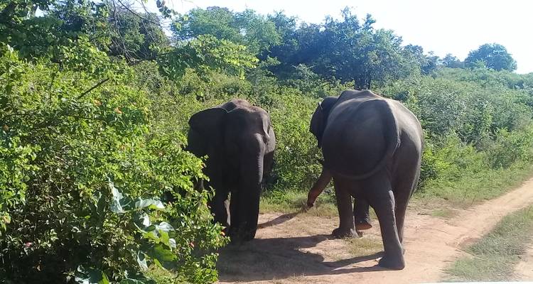Deux éléphants marchant le long d'un sentier de terre dans la forêt.