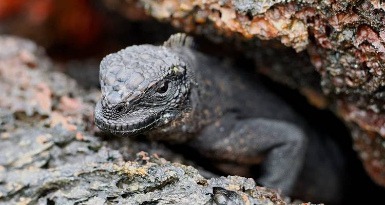 CIRCUIT INCROYABLE DE 6 JOURS AUX GALÁPAGOS (4 ÎLES) - Cami Adventures 2