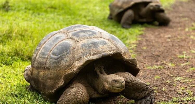 CIRCUIT INCROYABLE DE 6 JOURS AUX GALÁPAGOS (4 ÎLES) - Cami Adventures 4