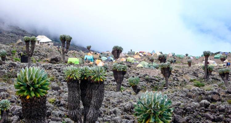 14 días de Picos a Llanuras: Ruta Lemosho Kilimanjaro Trekking y Safari - Shiri Adventures 2