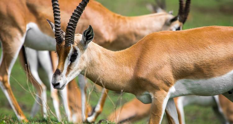 14 días de Picos a Llanuras: Ruta Lemosho Kilimanjaro Trekking y Safari - Shiri Adventures 3