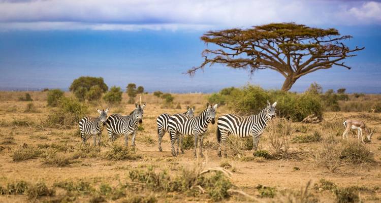 14 días de Picos a Llanuras: Ruta Lemosho Kilimanjaro Trekking y Safari - Shiri Adventures 4