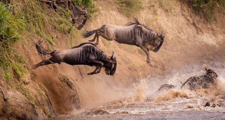 14 días de Picos a Llanuras: Ruta Lemosho Kilimanjaro Trekking y Safari - Shiri Adventures 6