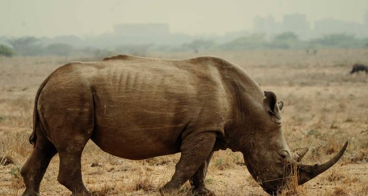 12 Days Premium Luxury Safari & Beach - Honeymoon Special - Shiri Adventures 6