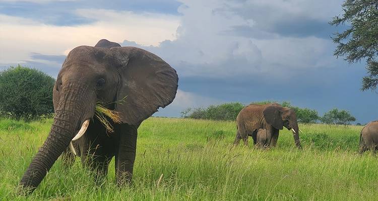 8-días Tanzania safari con alojamiento privado - Hazzes Adventure 1