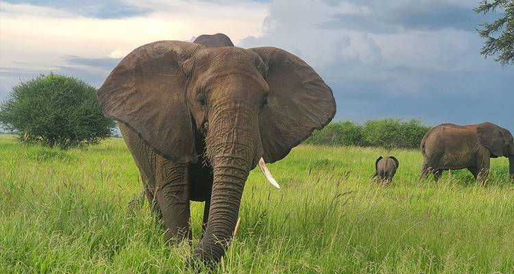 8-días Tanzania safari con alojamiento privado - Hazzes Adventure 3