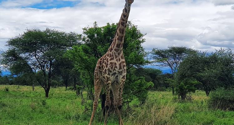 8-días Tanzania safari con alojamiento privado - Hazzes Adventure 4