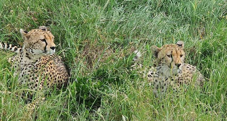8-días Tanzania safari con alojamiento privado - Hazzes Adventure 6
