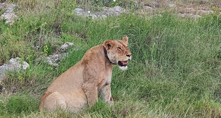 8-días Tanzania safari con alojamiento privado - Hazzes Adventure 7