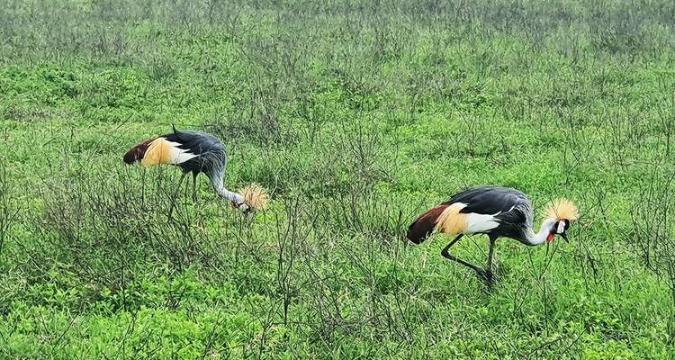 8-días Tanzania safari con alojamiento privado - Hazzes Adventure 9
