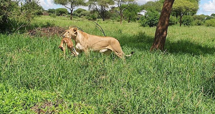 8-días Tanzania safari con alojamiento privado - Hazzes Adventure 10