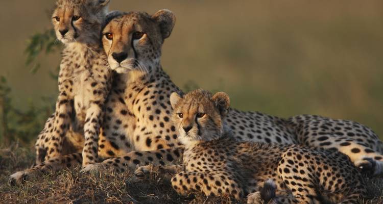 Lions & Love: 14 Days of Unforgettable Honeymoon - Shiri Adventures 1
