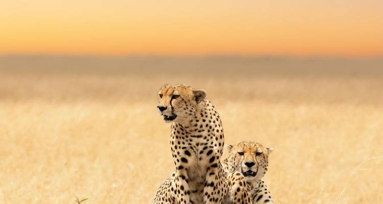 Lions & Love: 14 Days of Unforgettable Honeymoon - Shiri Adventures 4