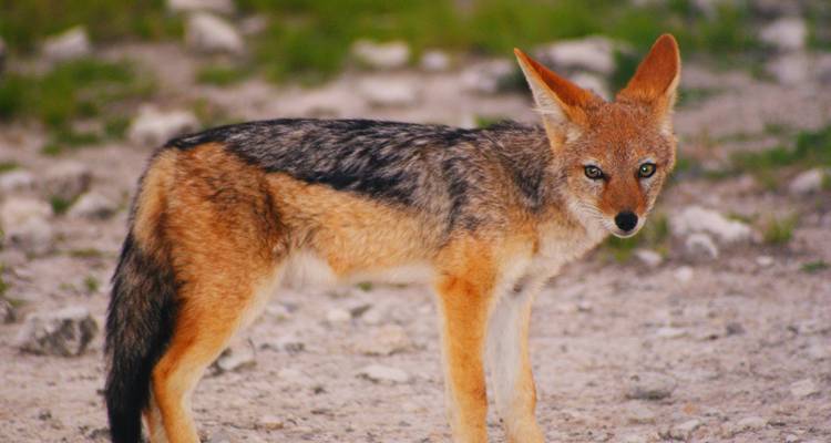 Safari de 6 días dunas y fauna salvaje con alojamiento * salidas martes y jueves - World Adventure Tours 1