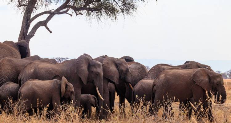Safari de 11 días por la naturaleza y excursión a los gorilas: un circuito por la naturaleza - Shiri Adventures 3