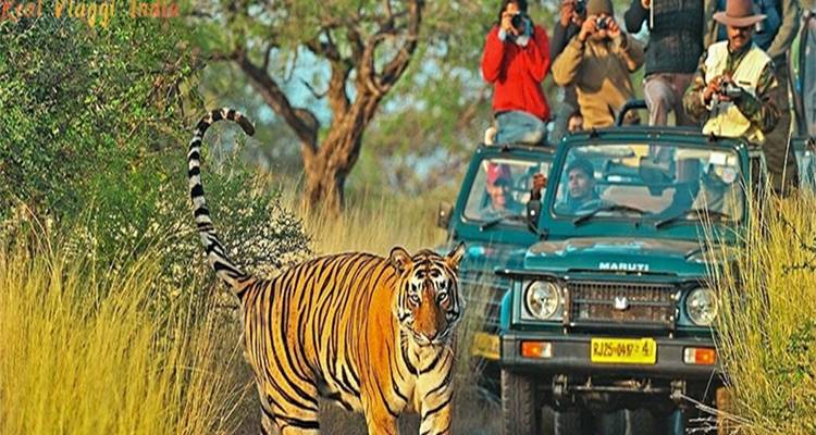 Tiger, der durch Gras läuft, mit einer Gruppe von Beobachtern in Fahrzeugen.