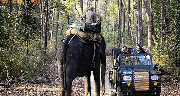 Meilleur endroit pour un safari dans la jungle en Inde à partir de Mumbai All inclusive - Real viaggi india  1