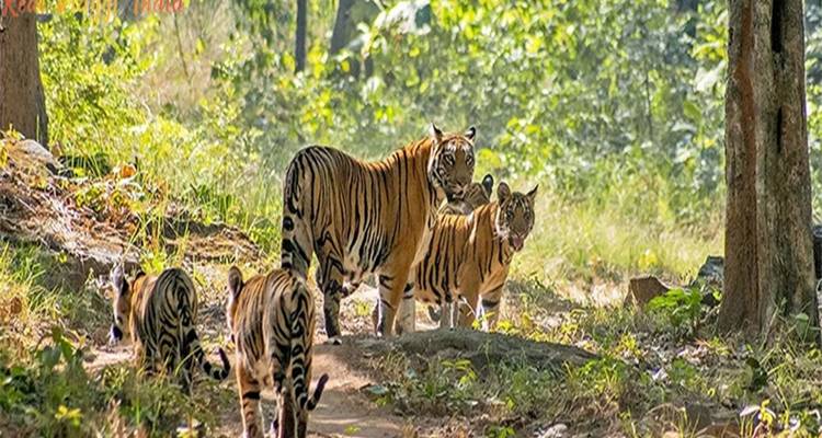Meilleur endroit pour un safari dans la jungle en Inde à partir de Mumbai All inclusive - Real viaggi india  4
