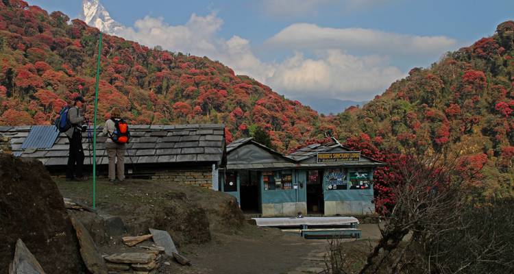 Trekking Ghorepani - Poonhill - Himalayan Social Journey 8