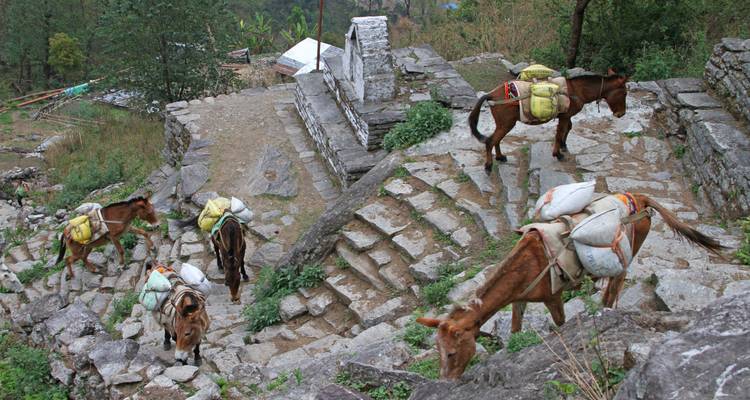 Trekking Ghorepani - Poonhill - Himalayan Social Journey 10