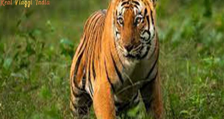 Close-up van een tijger die in het gras ligt