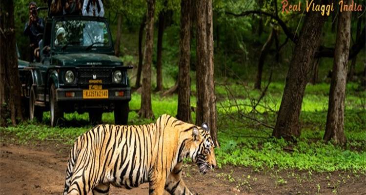 Tijger steekt een pad over met toeristen in een jeep